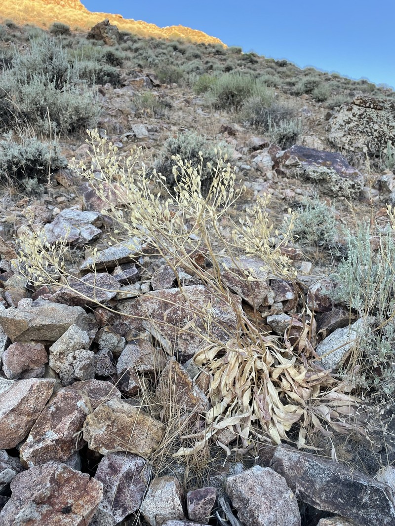 Talapoosa Peak Pearpod photo 8