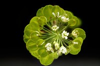 Virginia Pepperweed