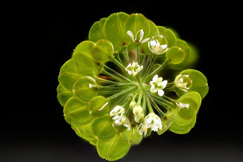 Virginia Pepperweed