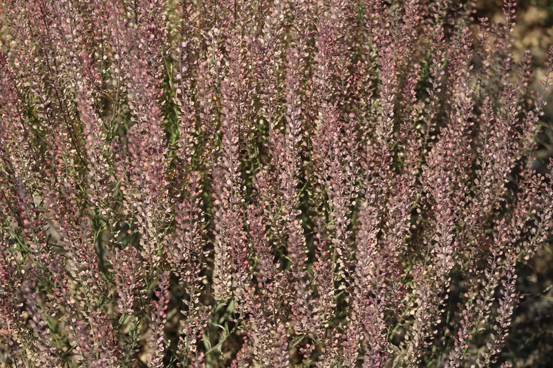 Virginia Pepperweed photo 2