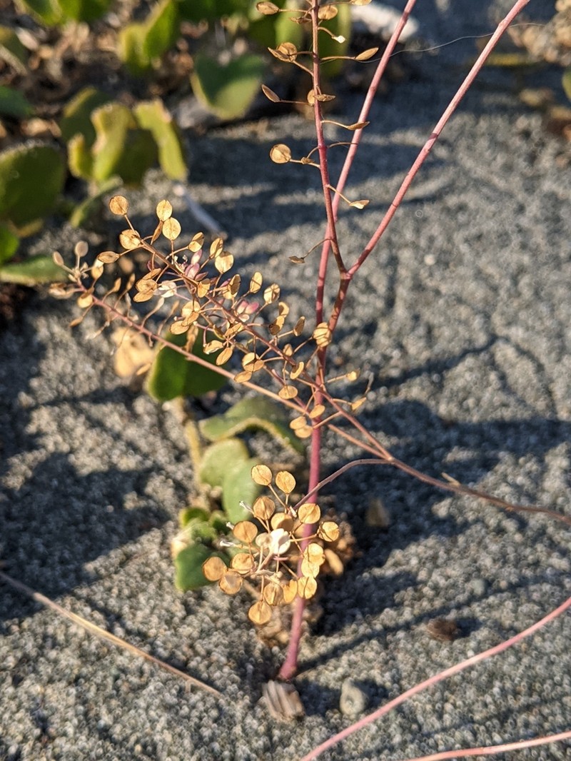 Virginia Pepperweed photo 3