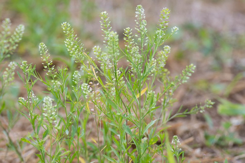 Virginia Pepperweed photo 4