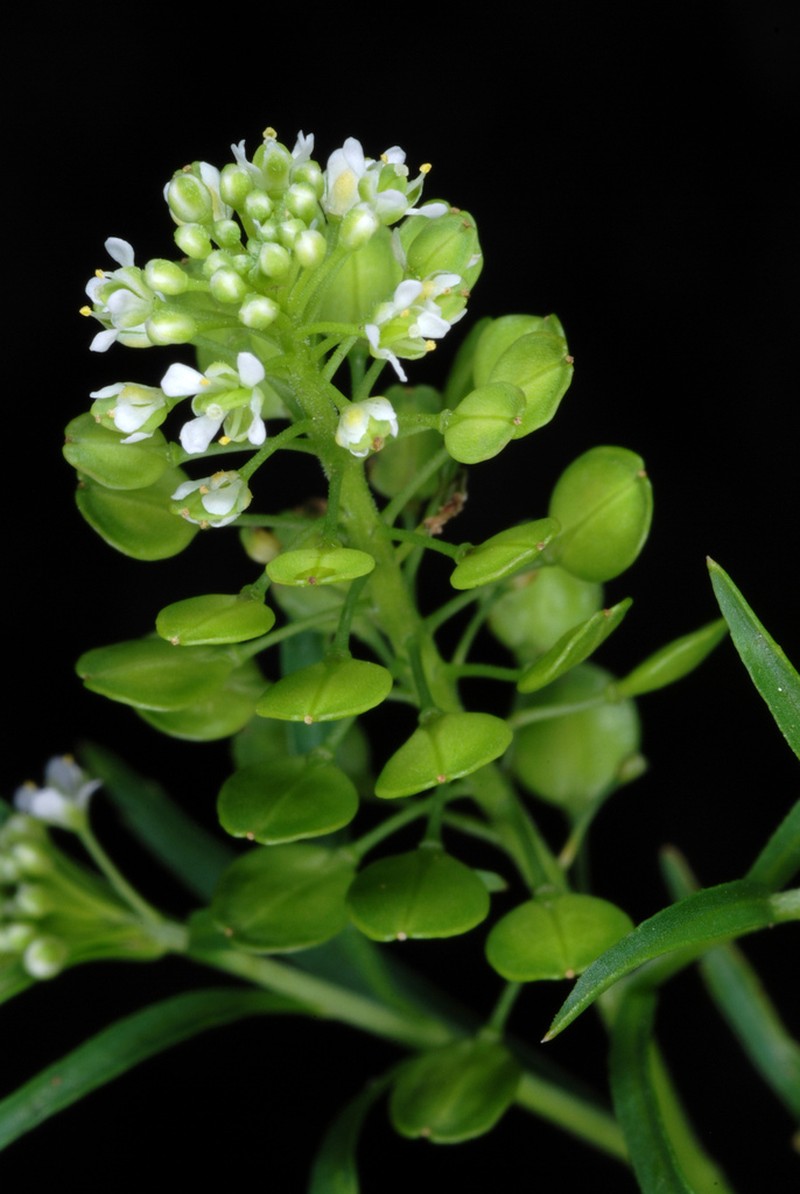 Virginia Pepperweed photo 5
