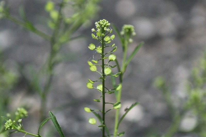 Virginia Pepperweed photo 6