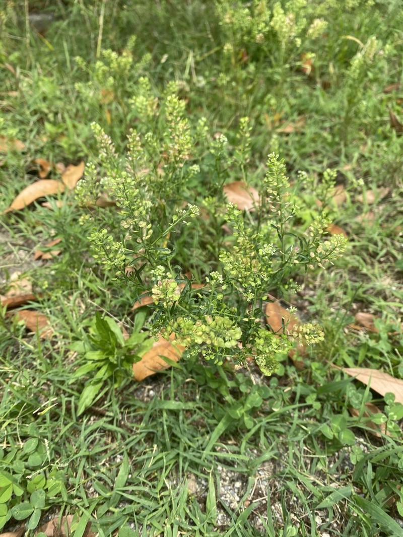 Virginia Pepperweed photo 7