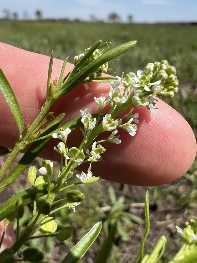Virginia Pepperweed photo 8