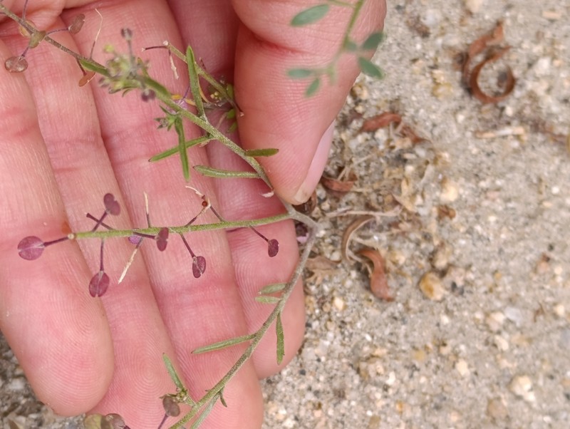 Lepidium virginicum subsp. menziesii