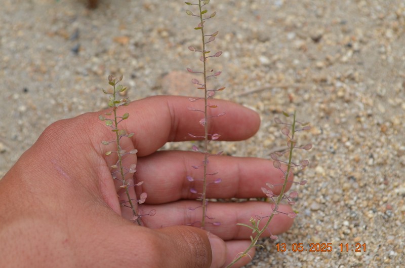 Lepidium virginicum subsp. menziesii photo 2