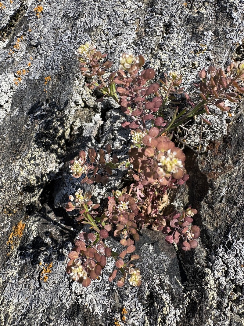 Lepidium virginicum subsp. menziesii photo 3