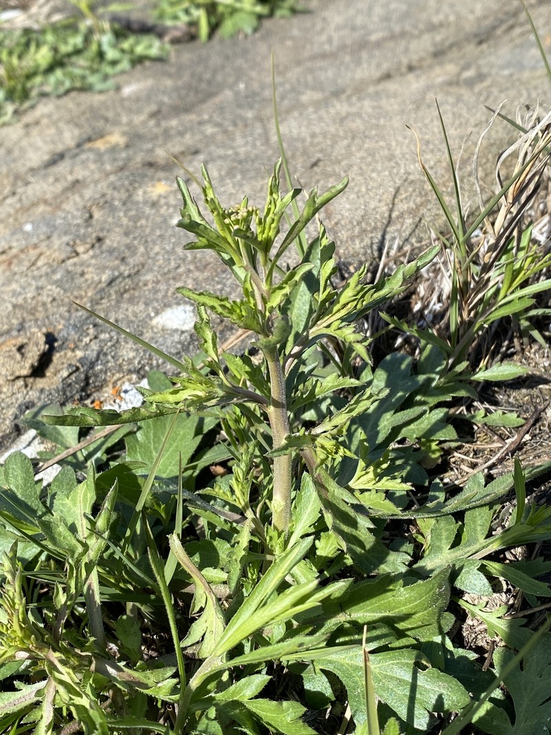 Lepidium virginicum subsp. menziesii photo 4