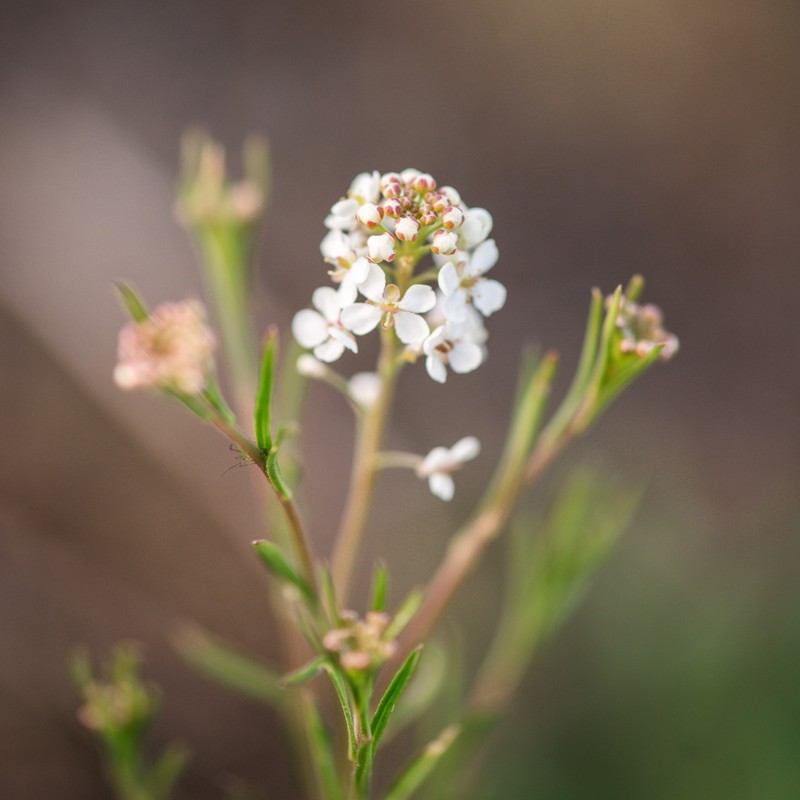 Lepidium virginicum subsp. menziesii photo 5