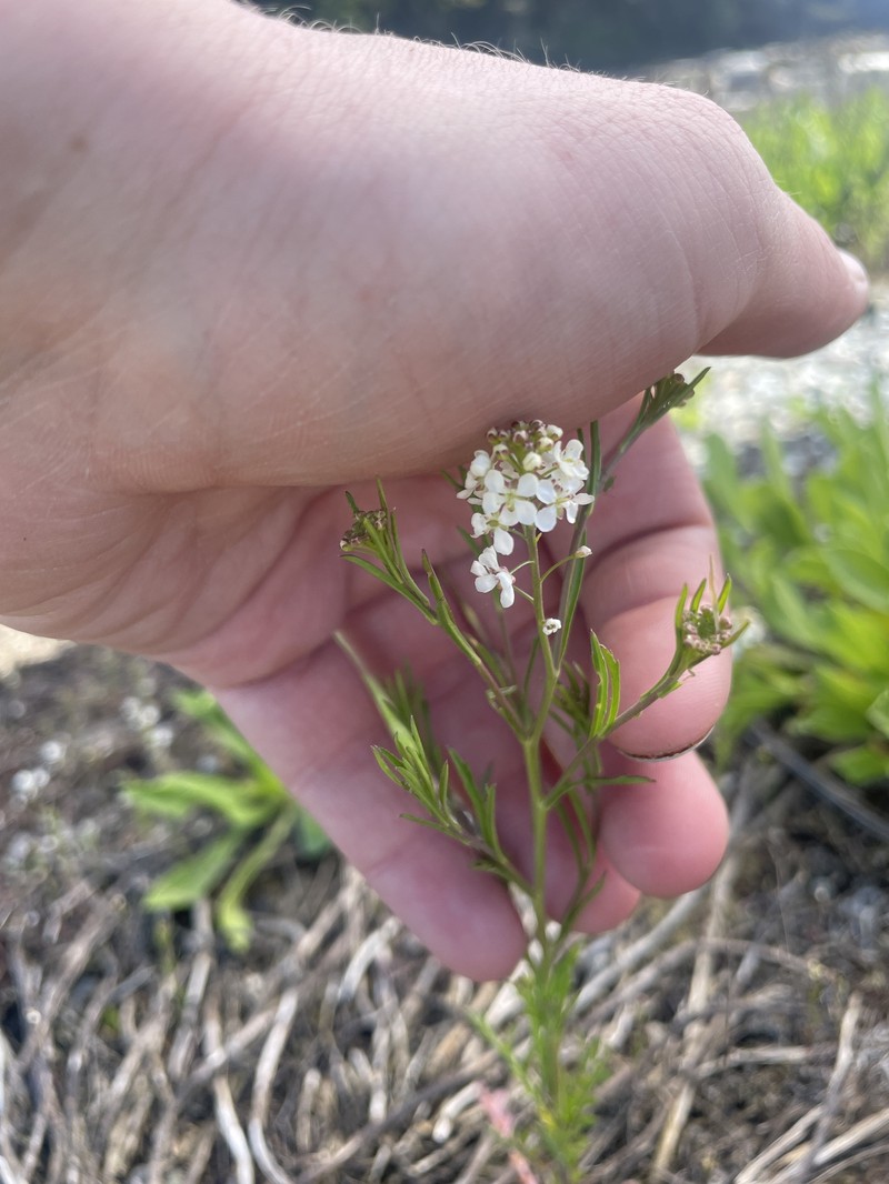 Lepidium virginicum subsp. menziesii photo 6