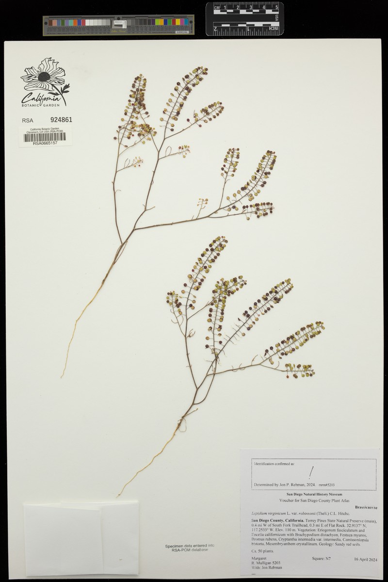 Lepidium virginicum subsp. menziesii photo 7