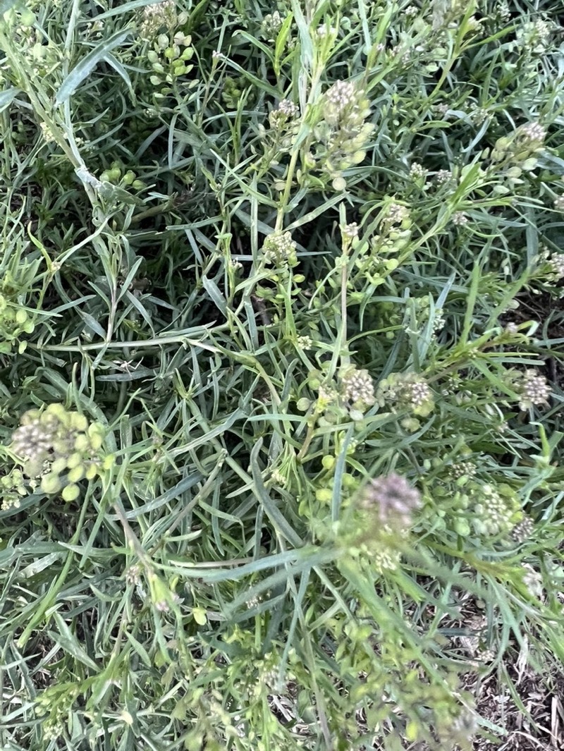 Lepidium virginicum subsp. virginicum