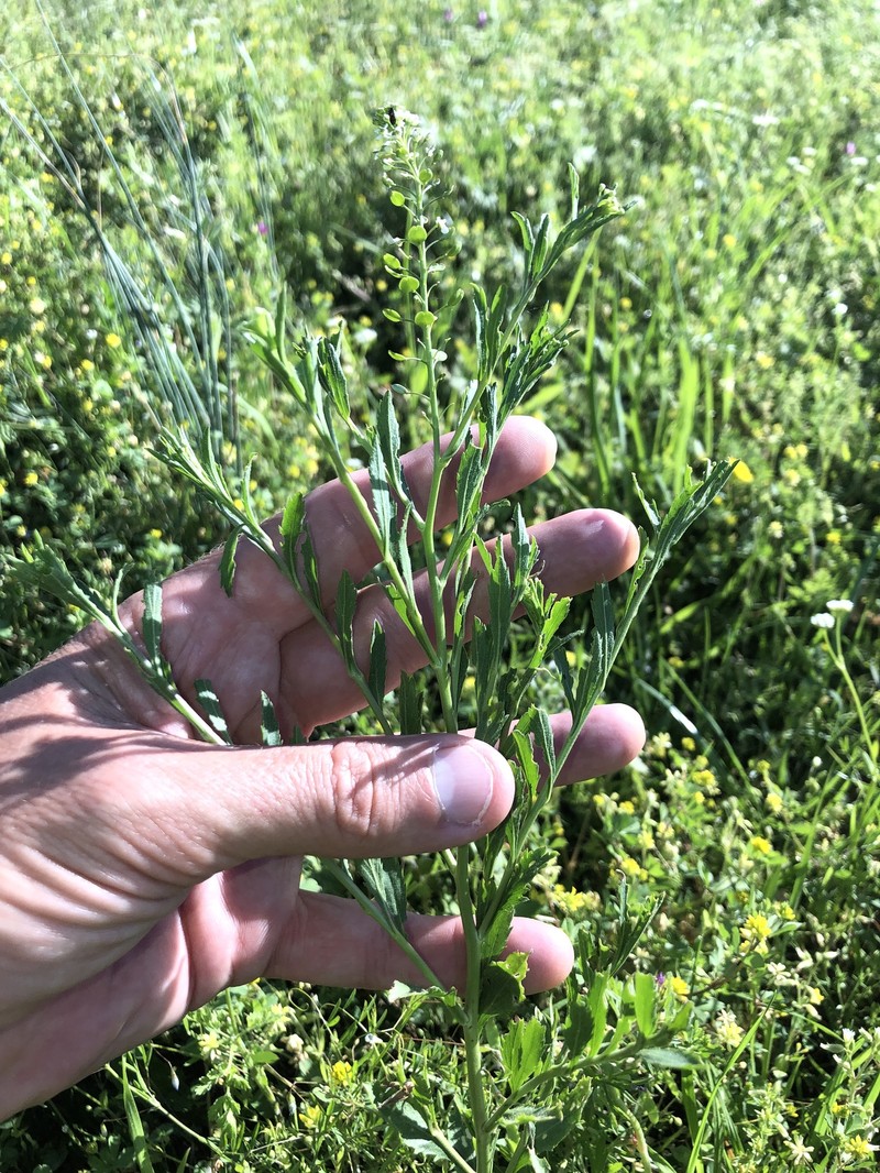 Lepidium virginicum subsp. virginicum photo 2