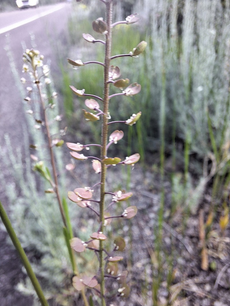 Lepidium virginicum subsp. virginicum photo 3