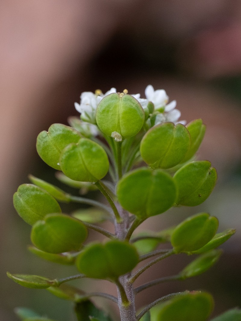 Lepidium virginicum subsp. virginicum photo 4