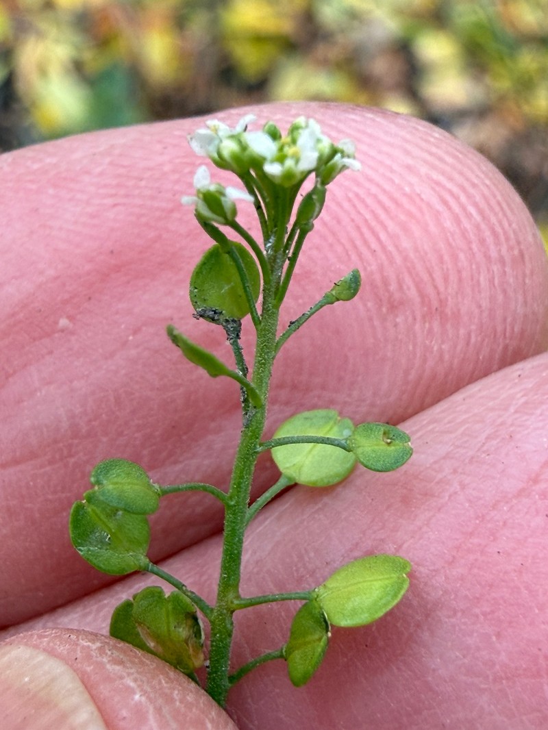 Lepidium virginicum subsp. virginicum photo 5