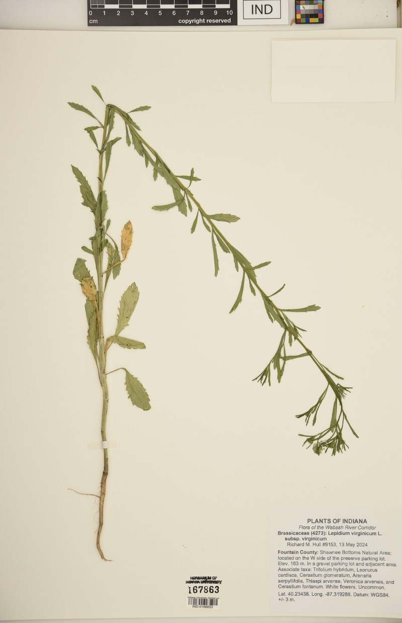 Lepidium virginicum subsp. virginicum photo 6