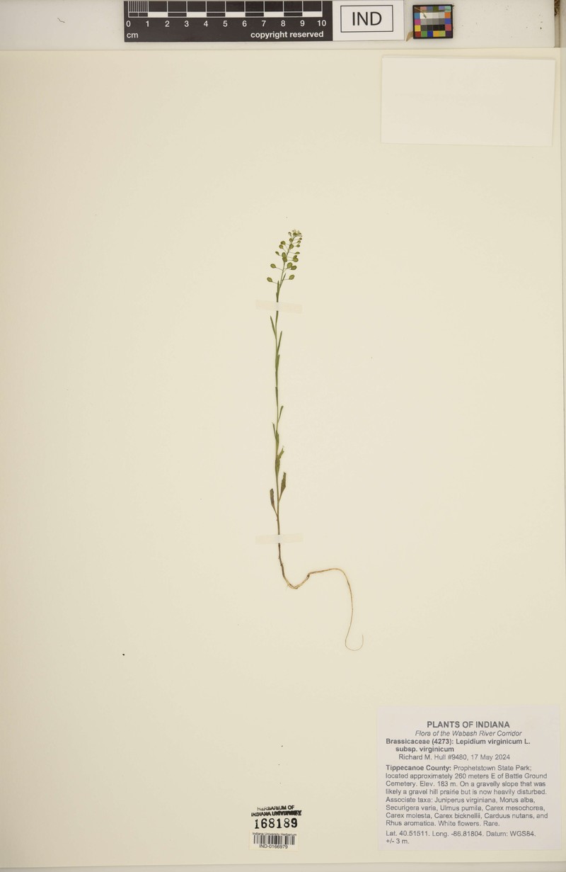 Lepidium virginicum subsp. virginicum photo 7