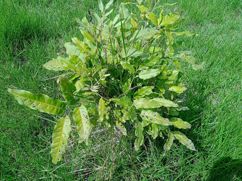 Lepidocupania arcuata