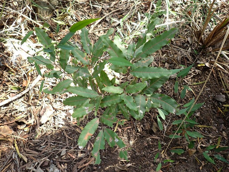 Lepidocupania arcuata photo 3