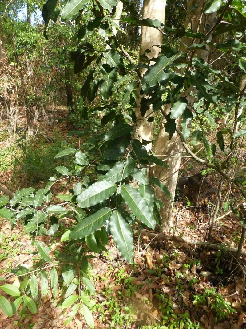 Lepidocupania arcuata photo 5