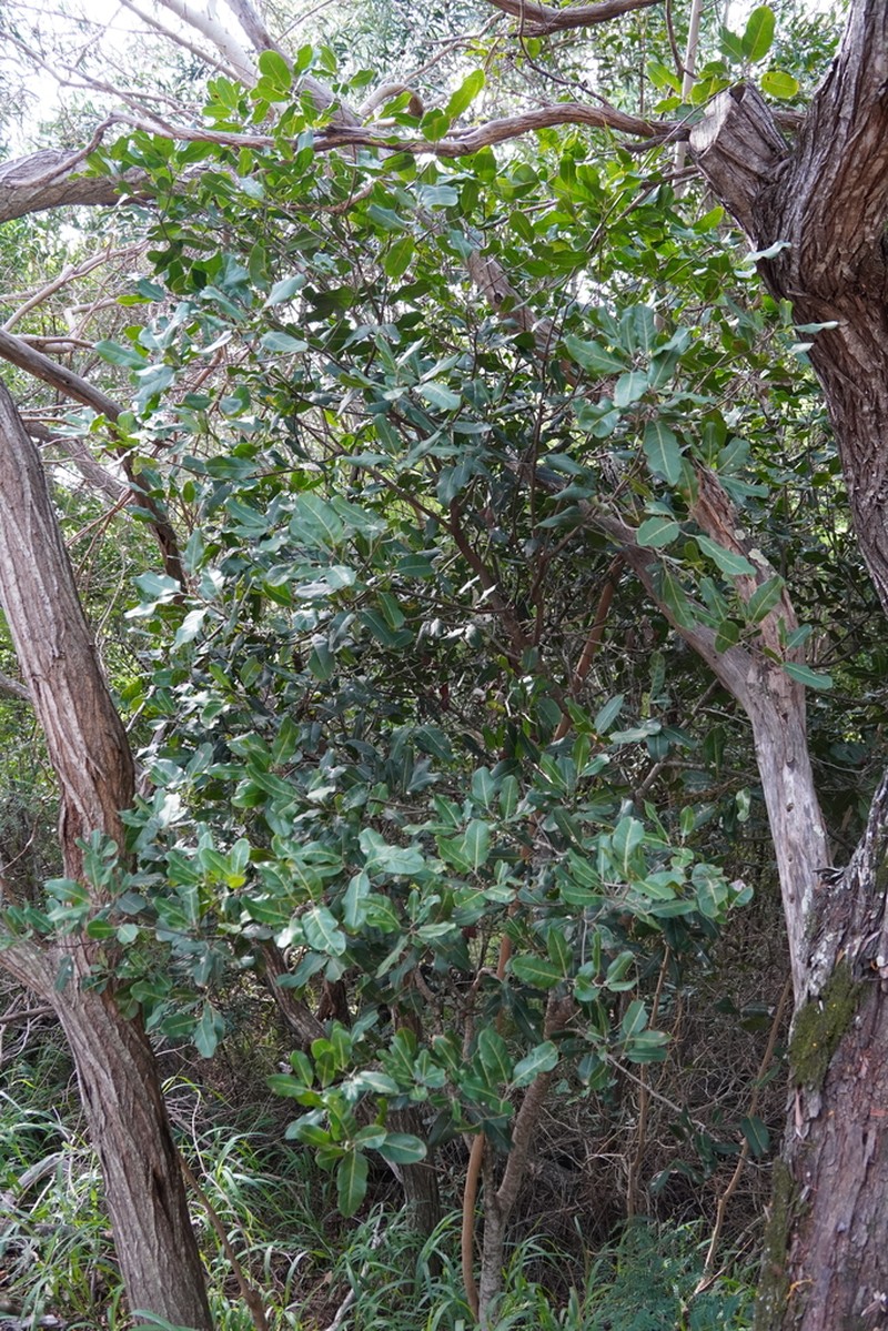 Lepidocupania arcuata photo 6