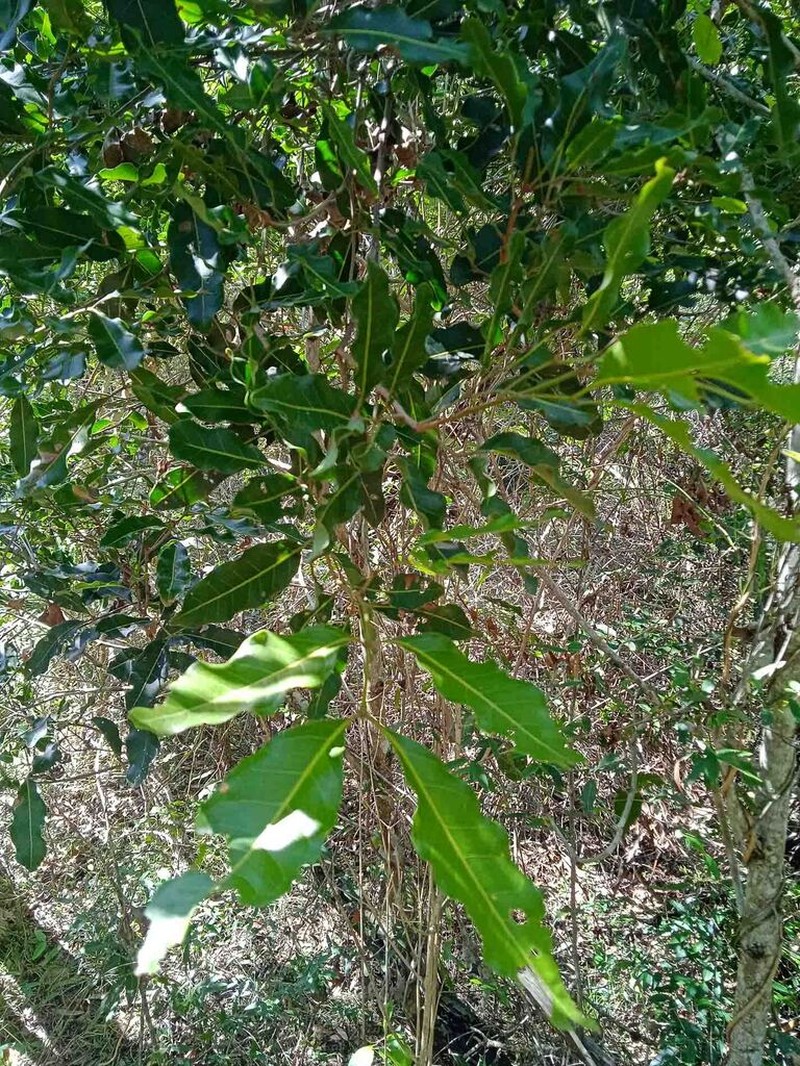 Lepidocupania arcuata photo 7