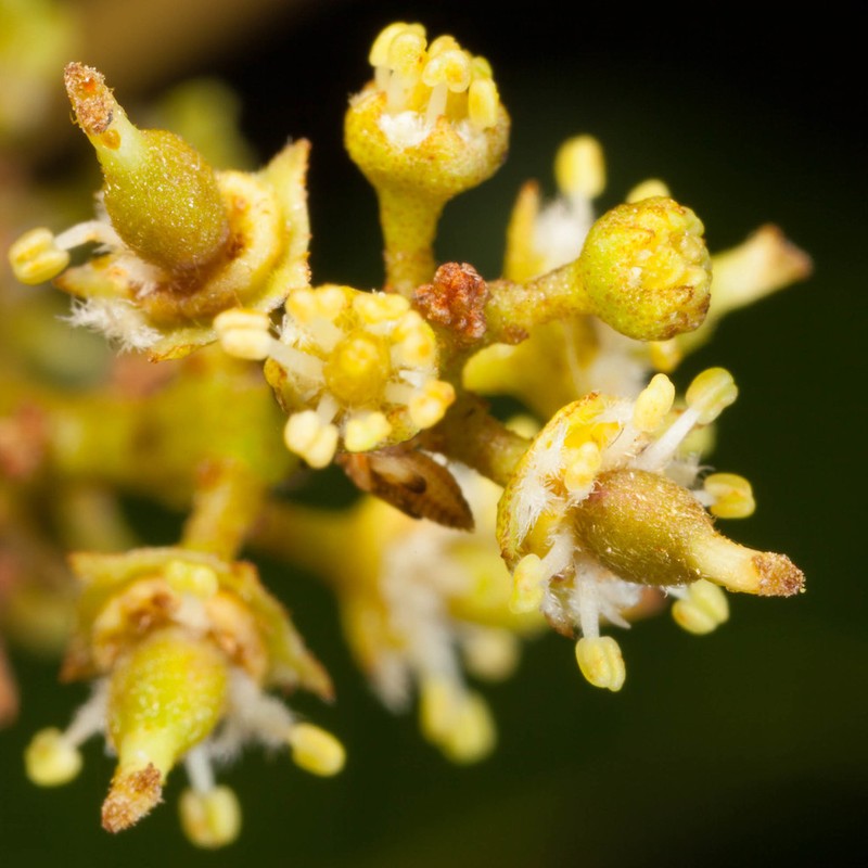 Lepidocupania arcuata photo 8