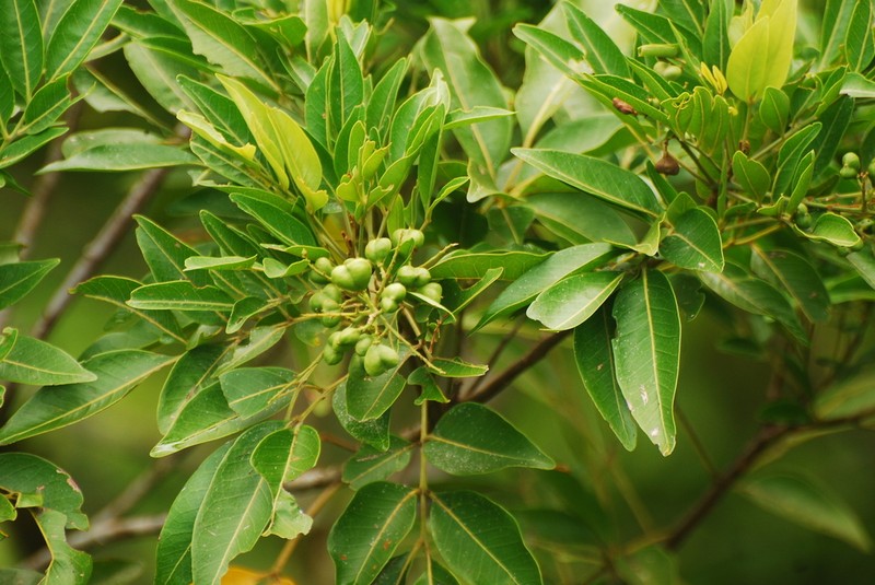 Lepidocupania brackenridgei