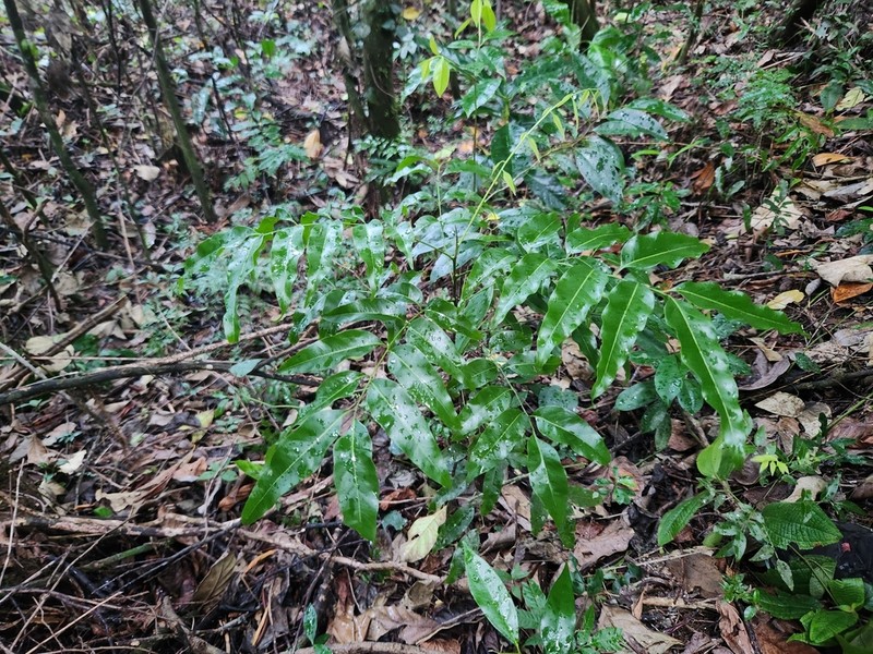 Lepidocupania brackenridgei photo 2