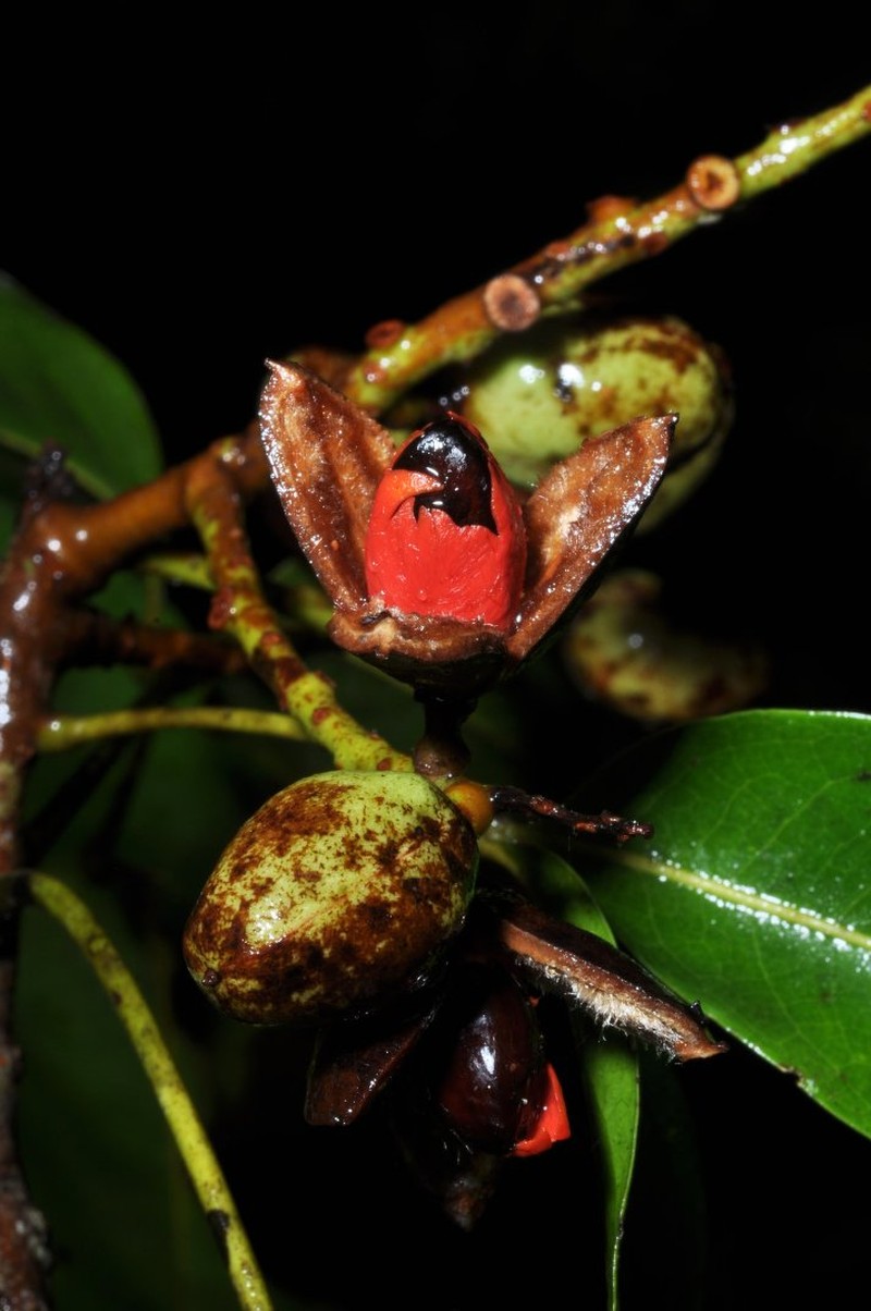 Lepidocupania concolor
