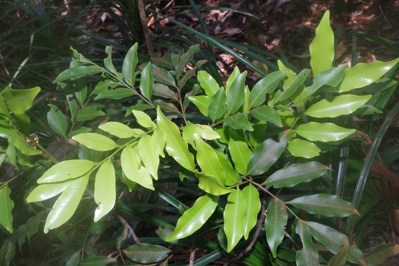 Lepidocupania fruticosa