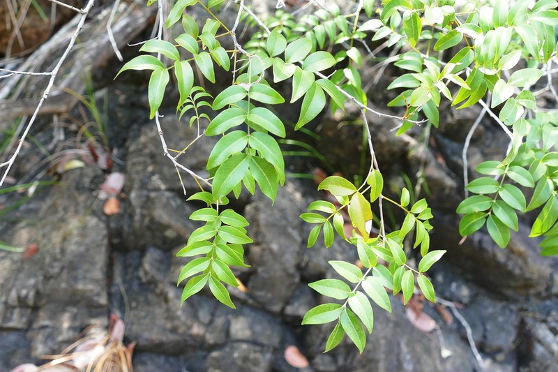 Lepidocupania glabra