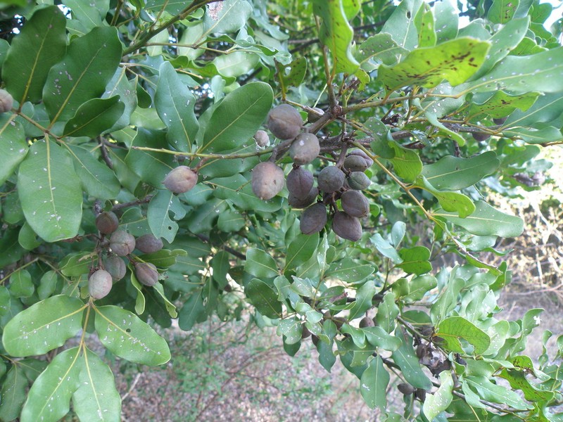 Lepidocupania globosa