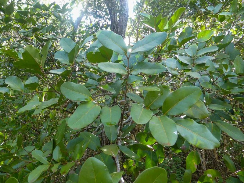 Lepidocupania globosa photo 2