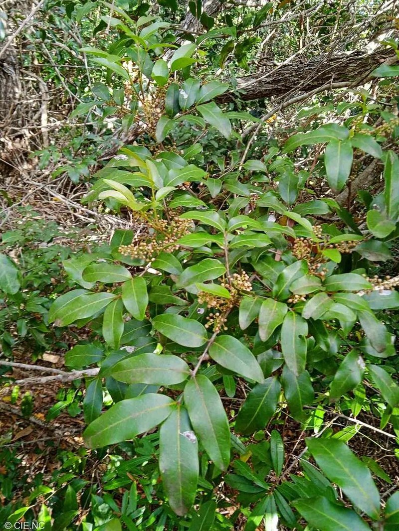 Lepidocupania globosa photo 3