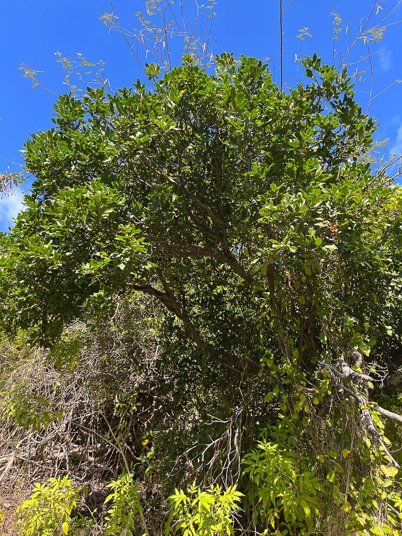 Lepidocupania globosa photo 4