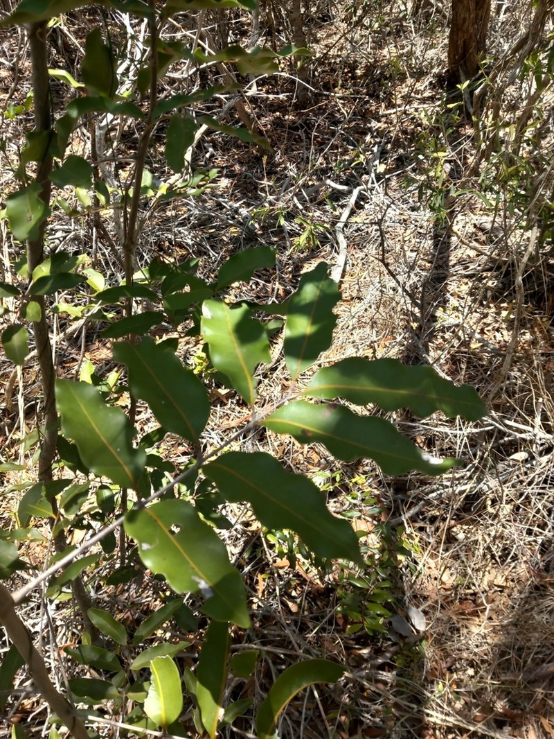 Lepidocupania globosa photo 5
