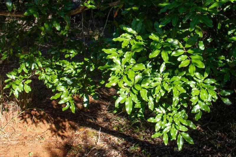 Lepidocupania globosa photo 7