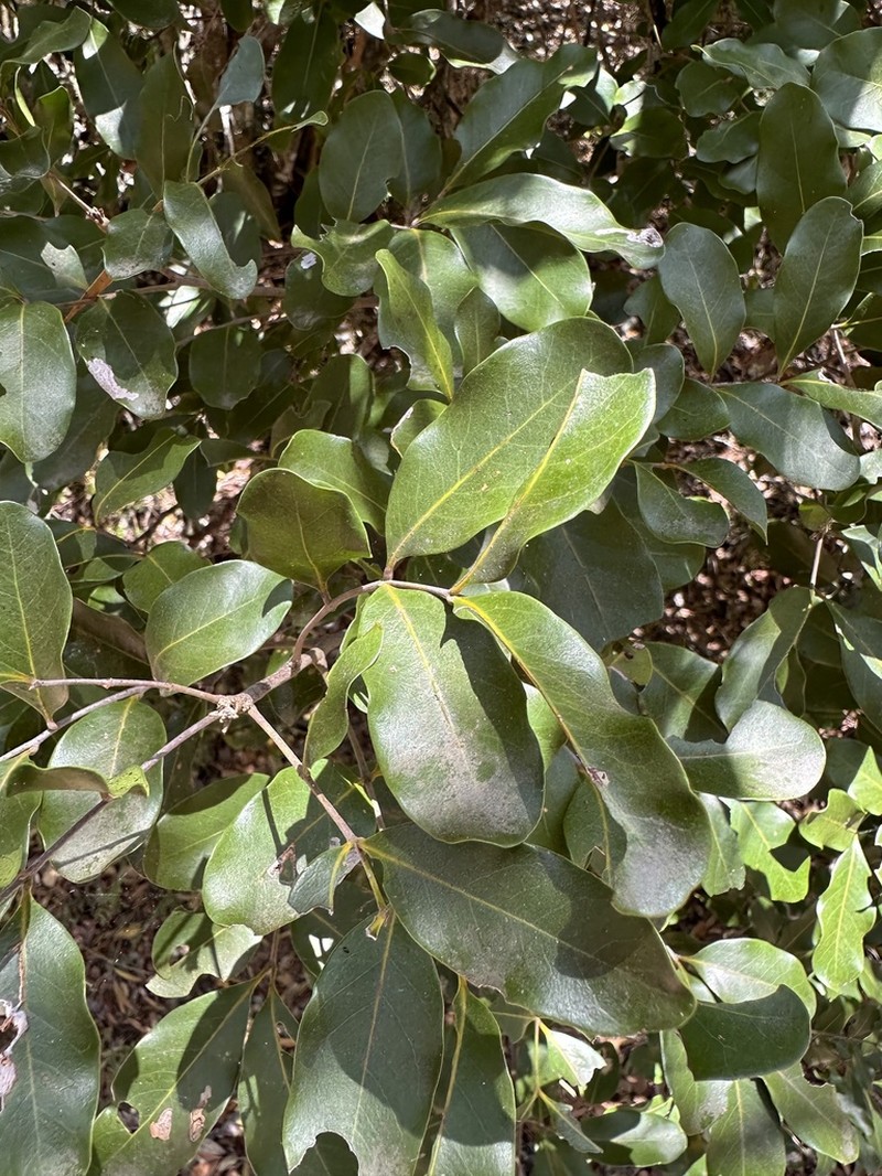 Lepidocupania globosa photo 8