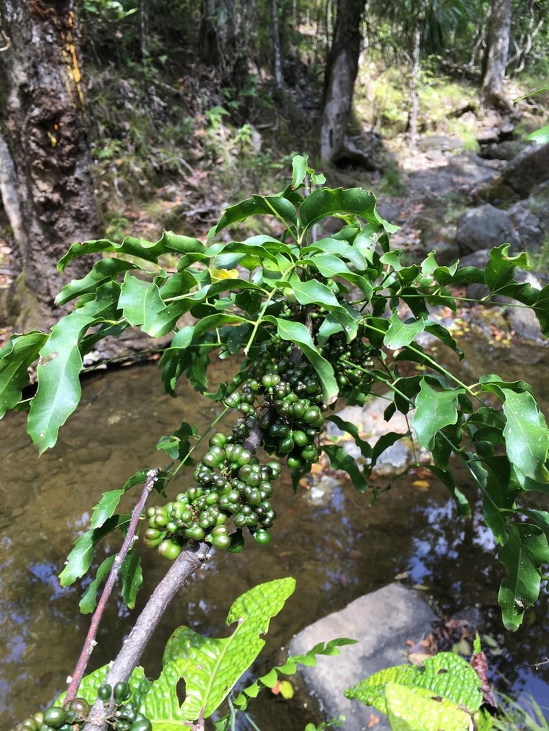 Lepidocupania glomeriflora photo 2