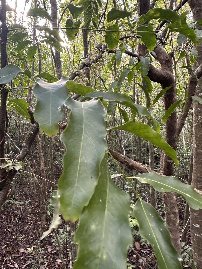 Lepidocupania glomeriflora photo 3