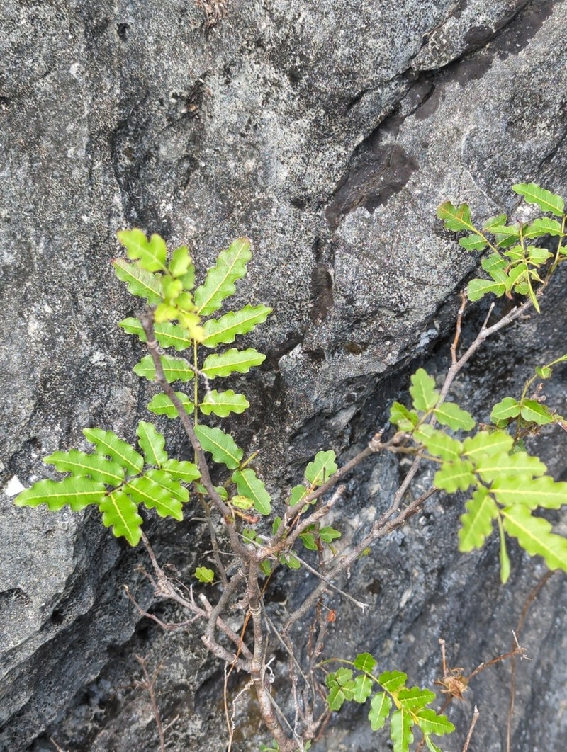 Lepidocupania glomeriflora photo 4
