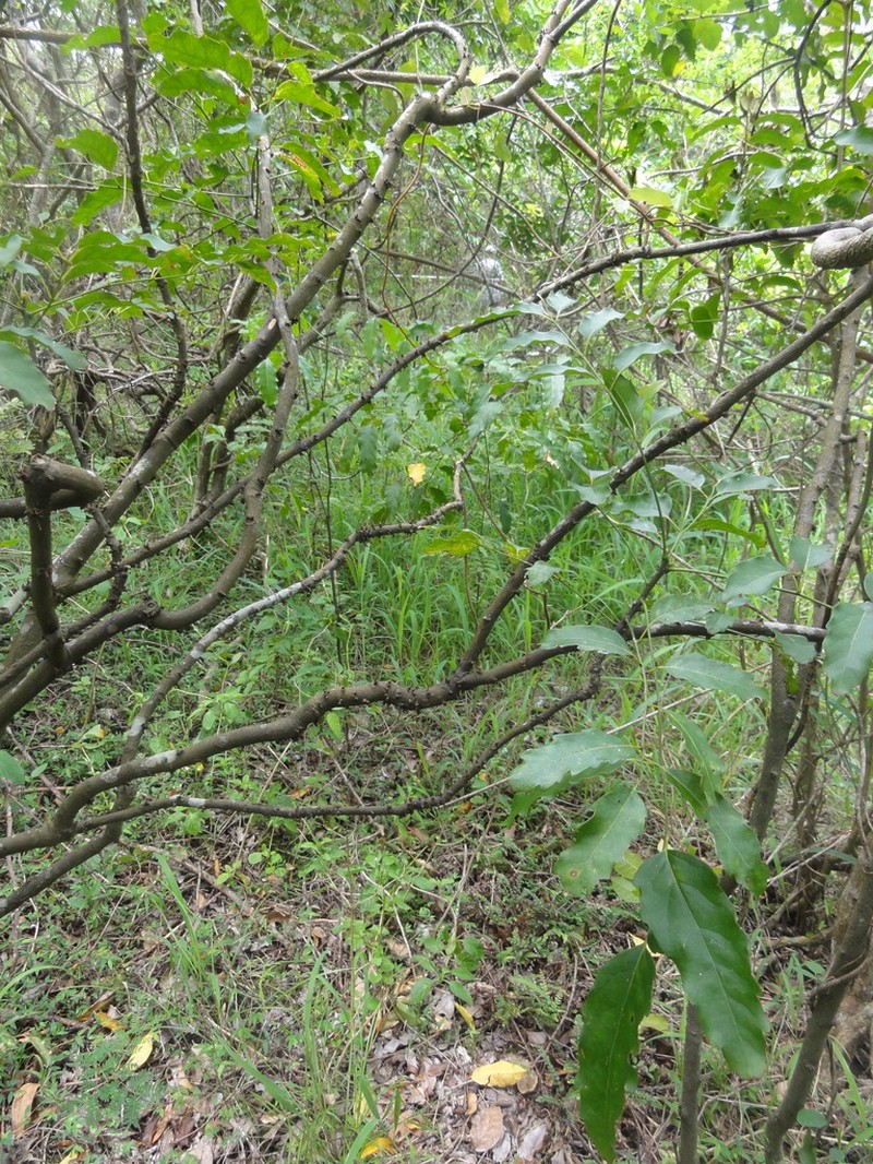 Lepidocupania glomeriflora photo 5