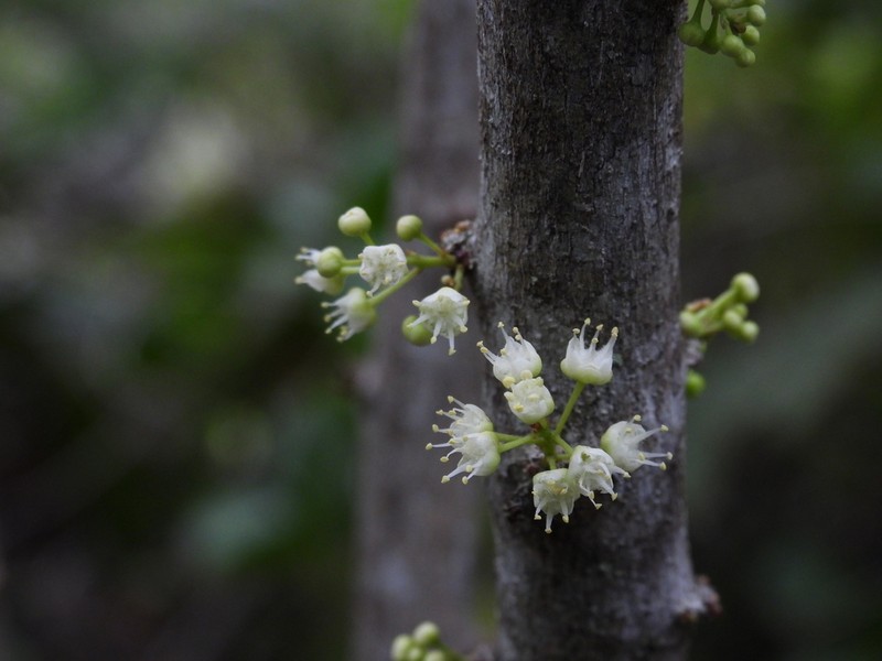 Lepidocupania glomeriflora photo 6