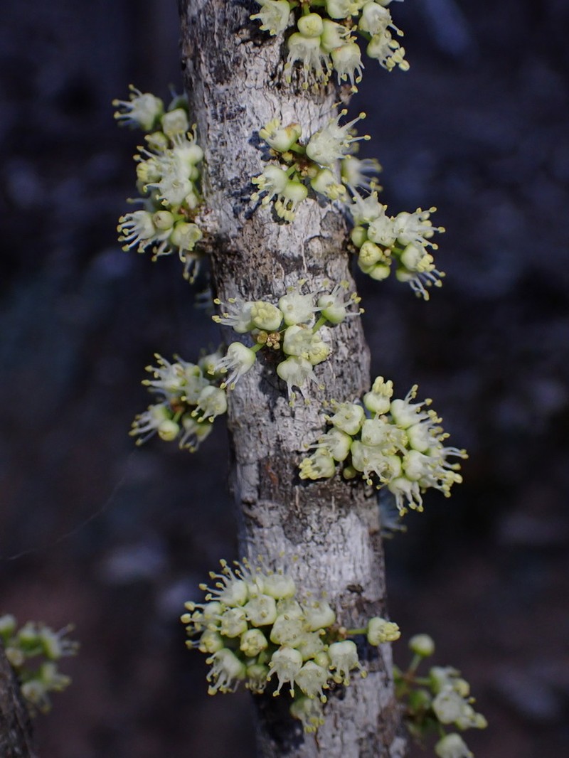 Lepidocupania glomeriflora photo 7