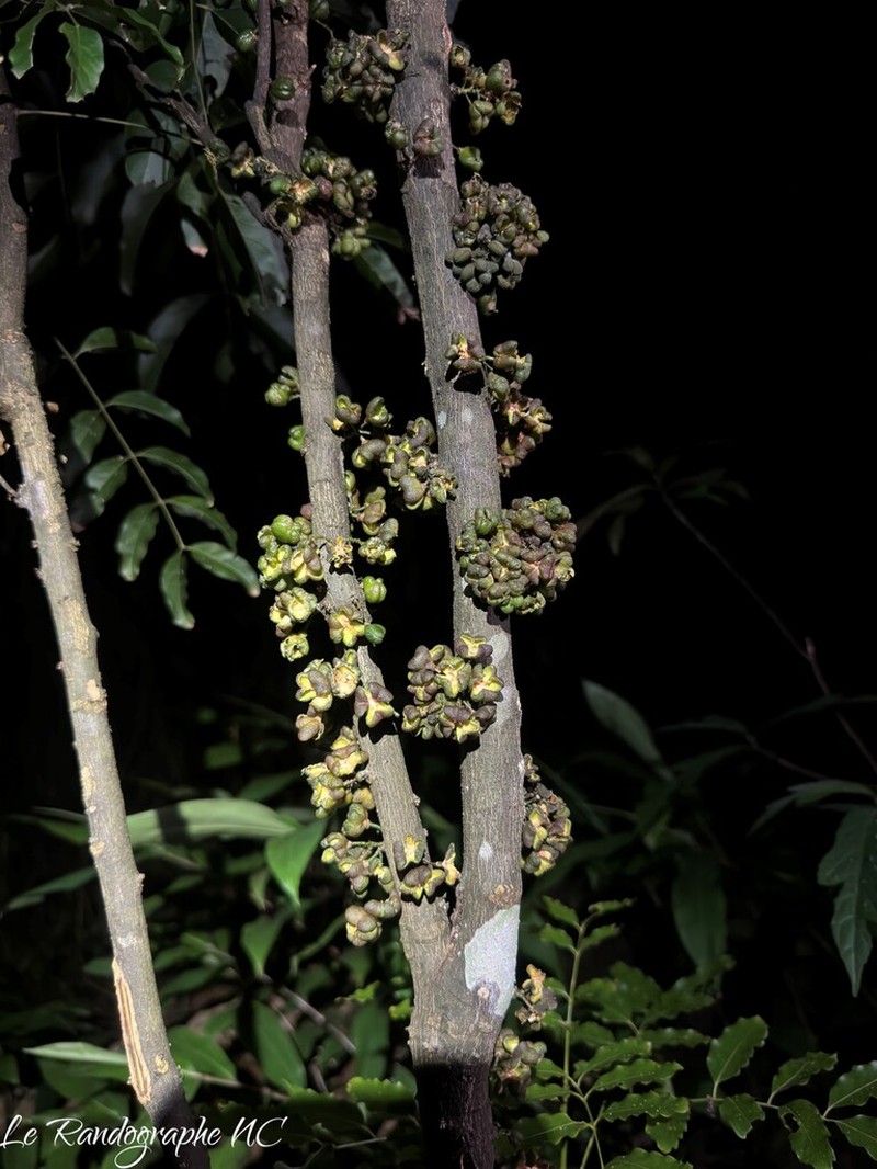 Lepidocupania glomeriflora photo 8