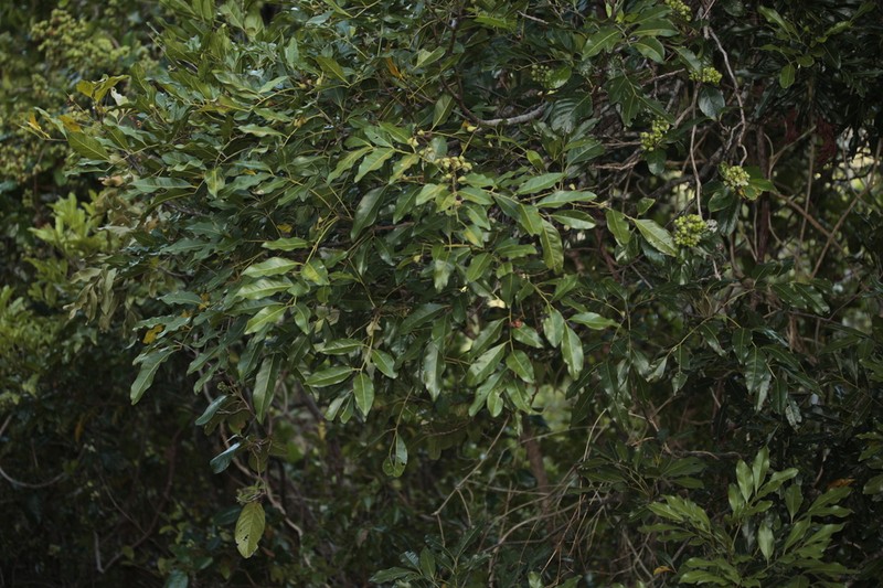 Lepidocupania gracilipes